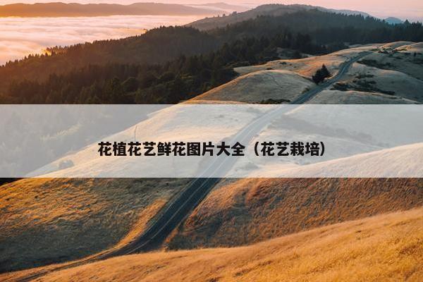 花植花艺鲜花图片大全（花艺栽培）