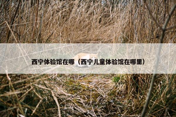 西宁体验馆在哪（西宁儿童体验馆在哪里）