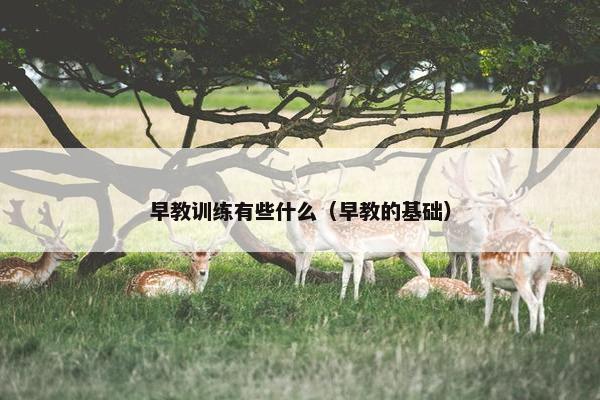 早教训练有些什么（早教的基础）