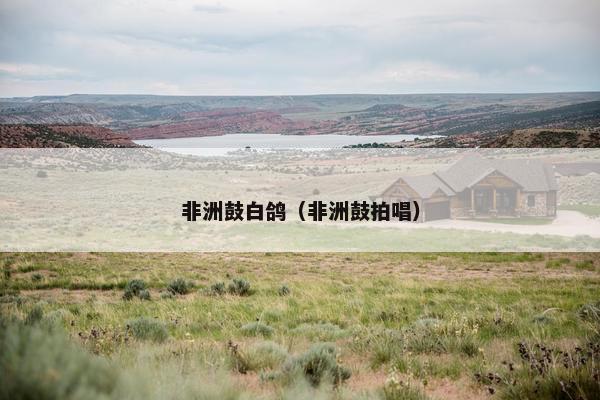 非洲鼓白鸽（非洲鼓拍唱）