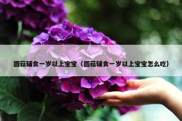 圆菇辅食一岁以上宝宝（圆菇辅食一岁以上宝宝怎么吃）