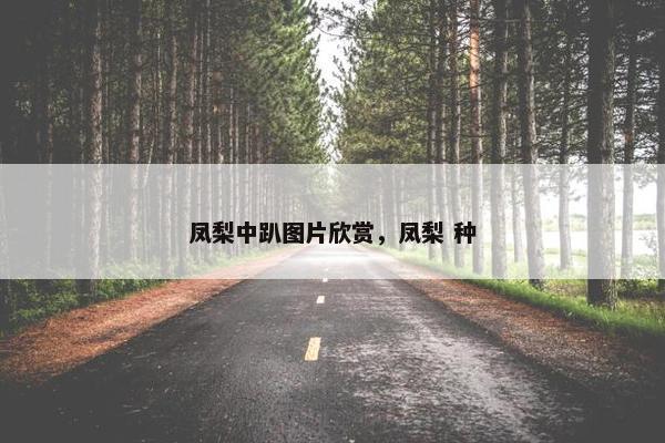 凤梨中趴图片欣赏，凤梨 种
