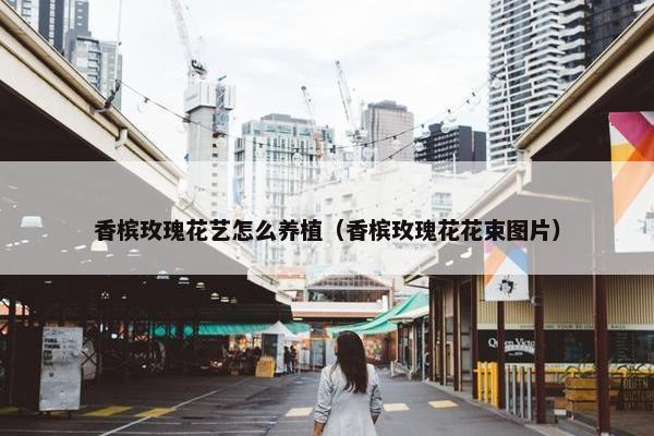 香槟玫瑰花艺怎么养植（香槟玫瑰花花束图片）