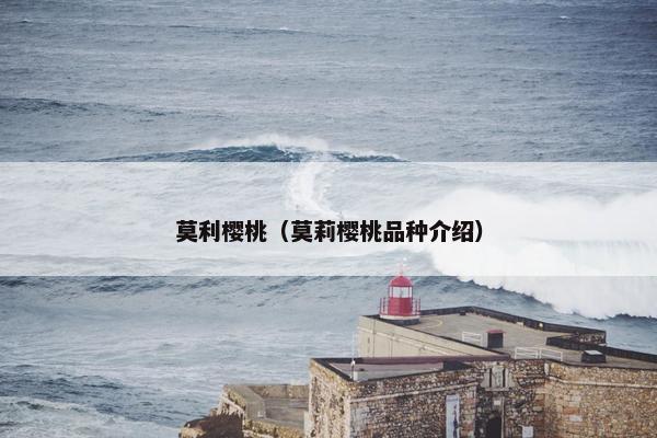 莫利樱桃（莫莉樱桃品种介绍）