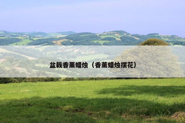盆栽香薰蜡烛（香薰蜡烛摆花）