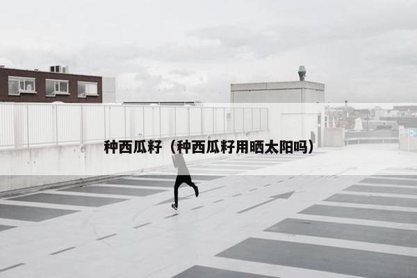 种西瓜籽（种西瓜籽用晒太阳吗）