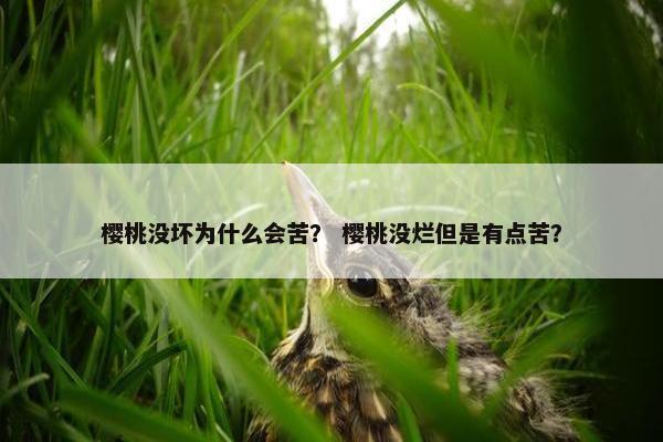 樱桃没坏为什么会苦？ 樱桃没烂但是有点苦？