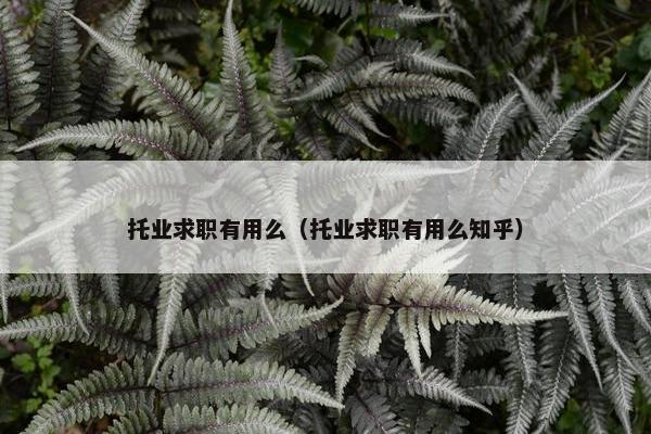 托业求职有用么（托业求职有用么知乎）