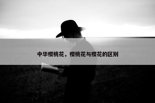 中华樱桃花，樱桃花与樱花的区别
